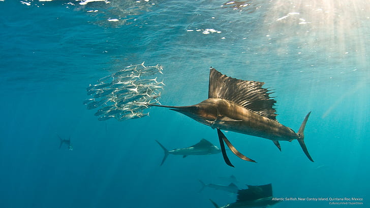 Pesce vela atlantico, vicino a Contoy Island, Quintana Roo, Messico, Ocean Life, Sfondo HD