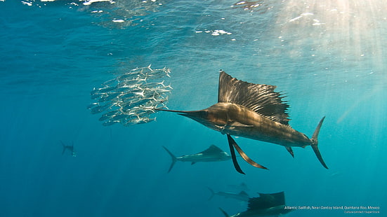 Atlantic Sailfish, близо до остров Contoy, Кинтана Роо, Мексико, Ocean Life, HD тапет HD wallpaper