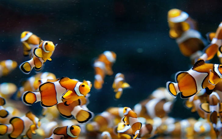 Aquarium Fish Clowns, akuarium, ikan, badut, Wallpaper HD
