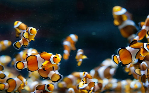 Poissons d'aquarium Clowns, aquarium, poissons, clowns, Fond d'écran HD HD wallpaper