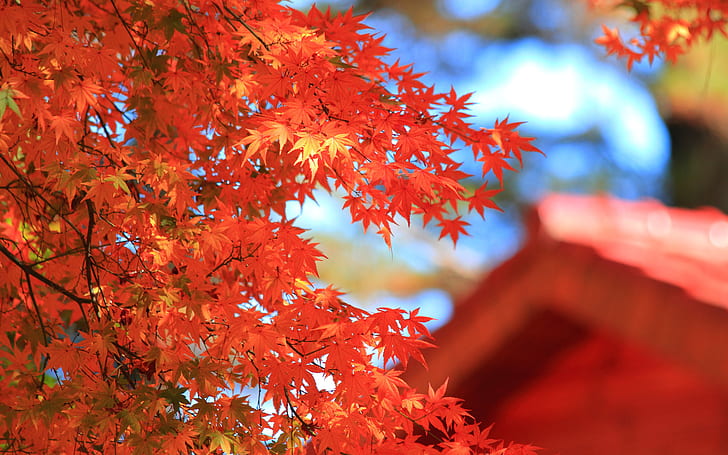 Есен HD, оранжево кленово дърво, фотография, есен, HD тапет