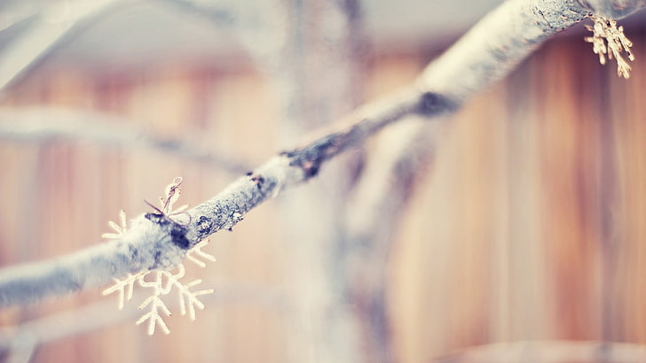 gray tree branch, snowflakes, branch, winter, HD wallpaper