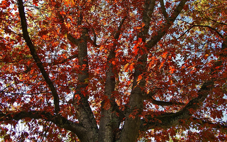 red leafed tree, tree, autumn, leaves, dry, HD wallpaper