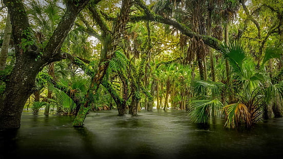 myakka river state park, florida, usa, naturreservat, vatten, regnskog, skog, träsk, djungel, träd, riparian forest, våtmark, HD tapet HD wallpaper