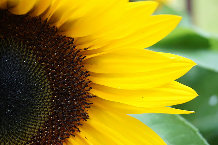 close-up photography of Sun flower, sunflowers, sunflowers, Keep, your face, sunshine, shadows, what the, sunflowers, Helen Keller, close-up photography, Sun flower, sunflower, yellow, nature, plant, summer, flower, agriculture, petal, close-up, outdoors, HD wallpaper