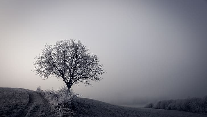 kulit pohon, salju, dingin, putih, alam, Wallpaper HD