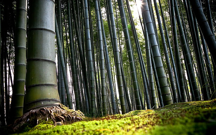 Бамбук, зелено, стръкове, корени, земя, HD тапет