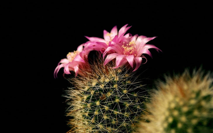 pink cactus flowers, cactus, flower, bloom, background, close-up, HD wallpaper
