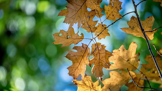 autunno, falda, sfocato, bokeh, foglie, ramoscello, fotografia, ramo, latifoglie, luce del sole, albero, Sfondo HD HD wallpaper