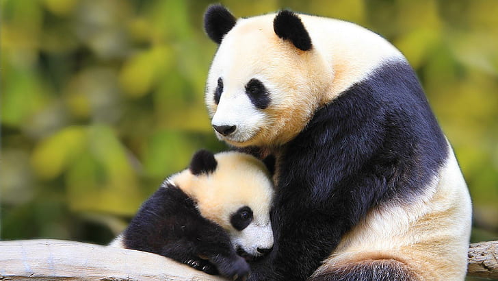 Pa Love, panda, bears, black, love, baby, white, animals, HD wallpaper