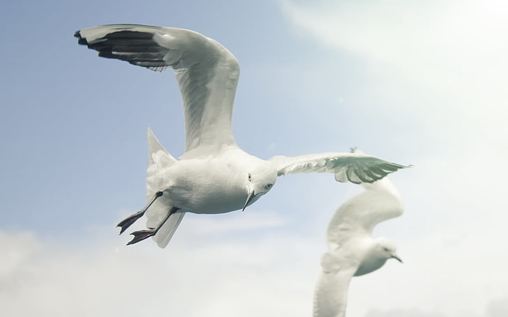 두 개의 흰색 비둘기, 새, 하늘, 갈매기, 비행, 날개, 플랩, HD 배경 화면