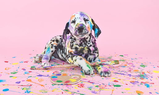 Hundar, dalmatiner, baby djur, hund, måla, husdjur, valp, HD tapet HD wallpaper