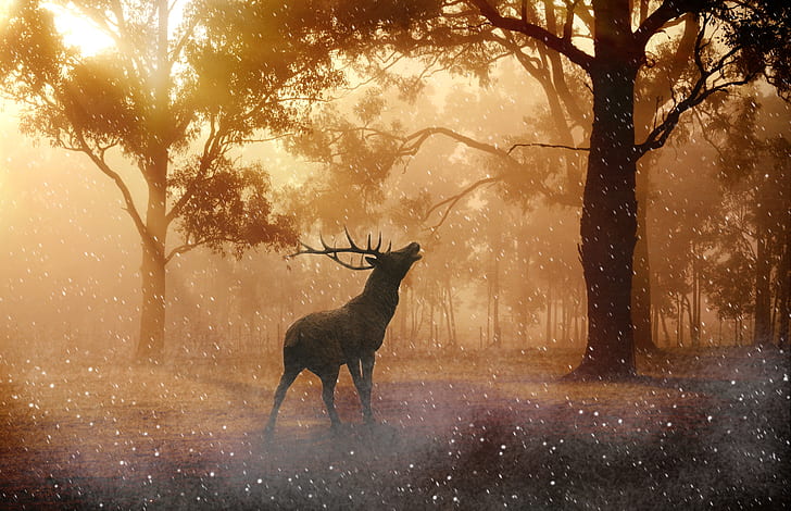 Благороден елен, гора, слънчева светлина, 4K, HD тапет