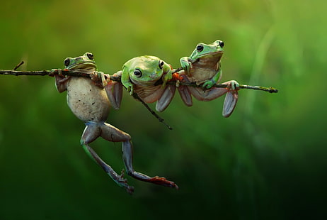 три зеленые лягушки цифровые обои, макро, природа, ветка, лягушки, HD обои HD wallpaper