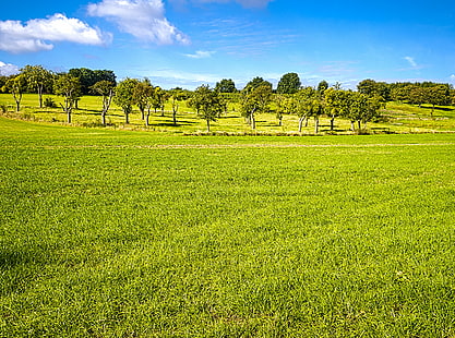 зелени полета, овощна градина, зелени полета, дървета, имел, небе, трева зелено, зелено синьо, природа, селско стопанство, селски сцена, поле, ферма, дърво, на открито, лято, земя, хълм, пейзаж, ливада, трева, озеленен, зелен Цвят, живопис, растение, Европа, растеж, синьо, HD тапет HD wallpaper