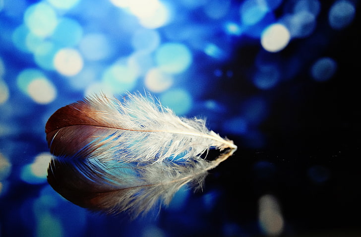 white and brown feather in close-up photography, feather, reflections, close-up, HD wallpaper