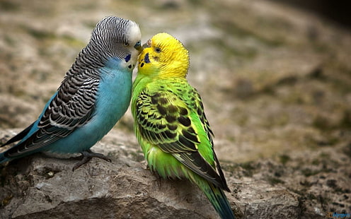 Kissing Parakeets, parrots, birds, animals, parakeets, kissing, HD wallpaper HD wallpaper