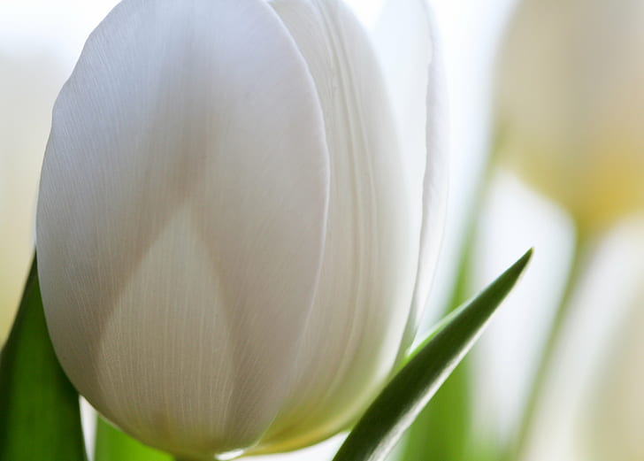 white tulips, white, tulips, flowers, IMG, tulip, nature, flower, plant, springtime, close-up, flower Head, petal, HD wallpaper