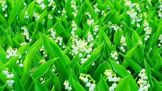 white lily of the valley flowers, field, leaves, stems, lilies of the valley, HD wallpaper HD wallpaper