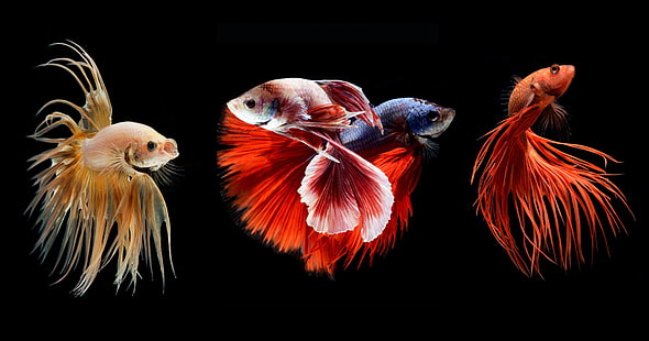 betta, colorato, combattimento, pesce, siamese, tropicale, Sfondo HD HD wallpaper