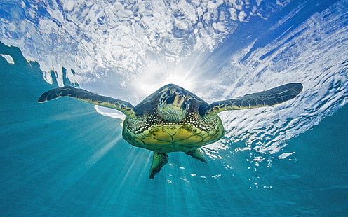 Костенурка Костенурка Океан Подводна слънчева светлина HD, животни, океан, слънчева светлина, под вода, костенурка, костенурка, HD тапет HD wallpaper