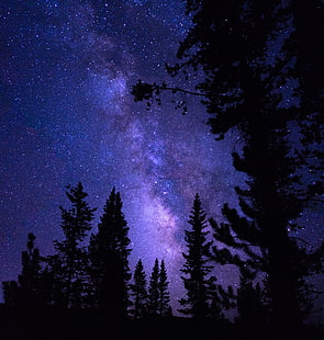 silhuett av träd, stjärnhimmel, träd, natt, tallar, HD tapet HD wallpaper