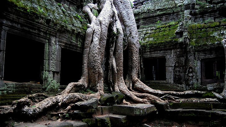 plantes, pierre, arbres, temple, Cambodge, racines, vieux, ruine, Angkor Wat, Ta Prohm (Cambodge), Fond d'écran HD