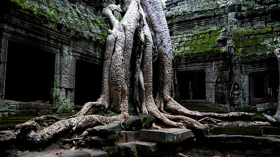 растения, камень, деревья, храм, Камбоджа, корни, старые, руины, Ангкор Ват, Та Пром (Камбоджа), HD обои HD wallpaper