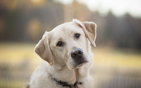 adult yellow Labrador retriever, dog, labrador, look, face, sad, HD wallpaper HD wallpaper