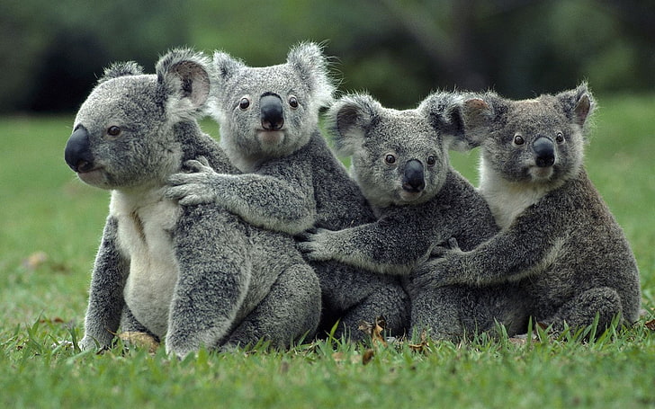 koala, animali, Sfondo HD