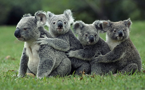 коали, животни, HD тапет HD wallpaper