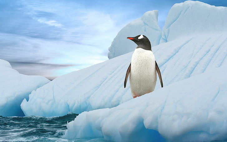Simpatico pinguino sul ghiaccio, uccelli, animali, pinguini, Sfondo HD