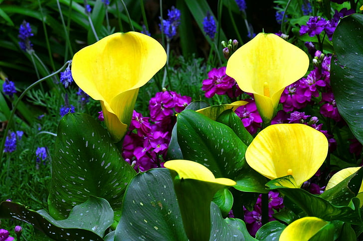 Descarga gratis | Flores, Cala, Flor, Naturaleza, Flor Amarilla, Fondo de  pantalla HD | Wallpaperbetter
