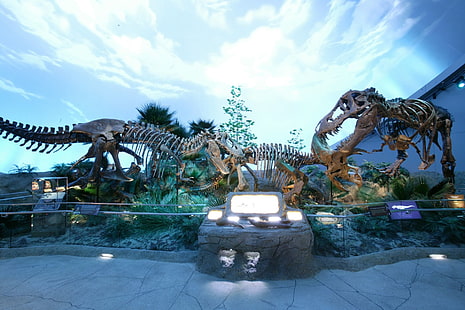 декорации скелет динозавра, животное, динозавр, ископаемое, скелет, HD обои HD wallpaper