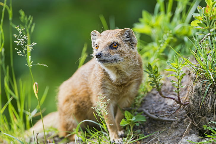 Mongoose, tan weasel, predator, grass, look, © Tambako The Jaguar, mongoose, HD wallpaper