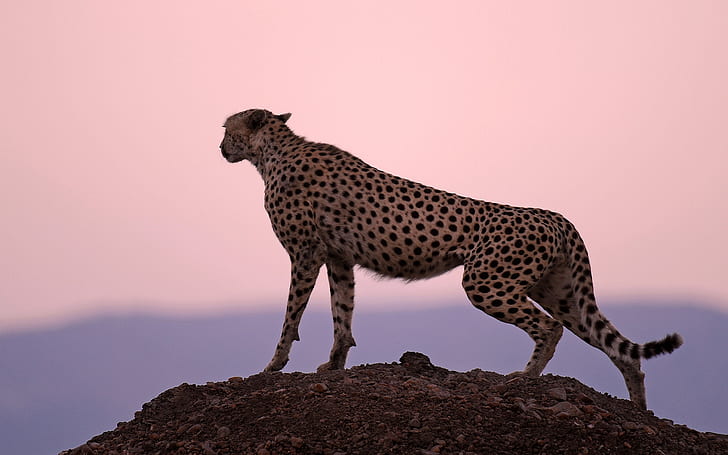 cheetah, predator, sunset, sky, horizon, HD wallpaper