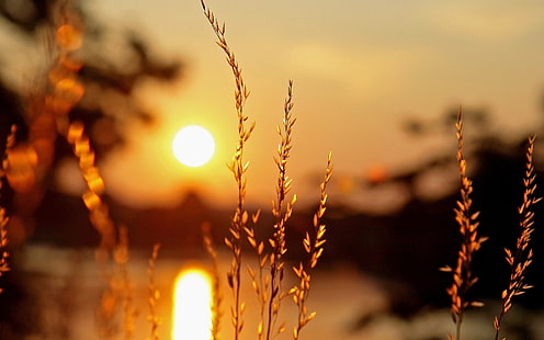 Piante macro, tramonto, luce, sfocatura dello sfondo, macro, piante, tramonto, luce, sfocatura, sfondo, Sfondo HD HD wallpaper