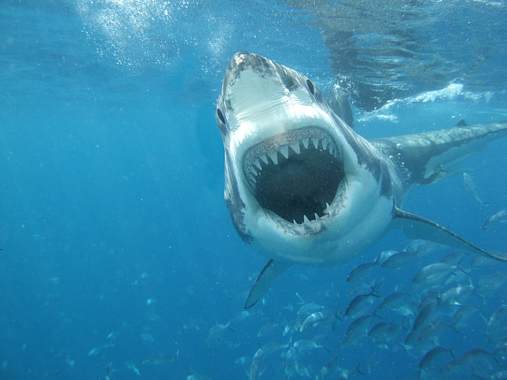 great white shark, white, sea, shark, great, jaws, HD wallpaper