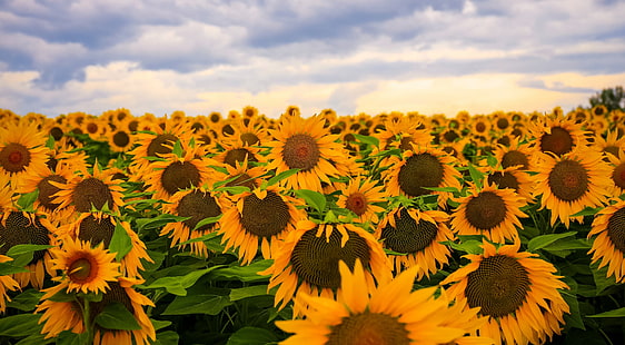 слънчогледи, поле, цветя, жълти цветя, растения, HD тапет HD wallpaper