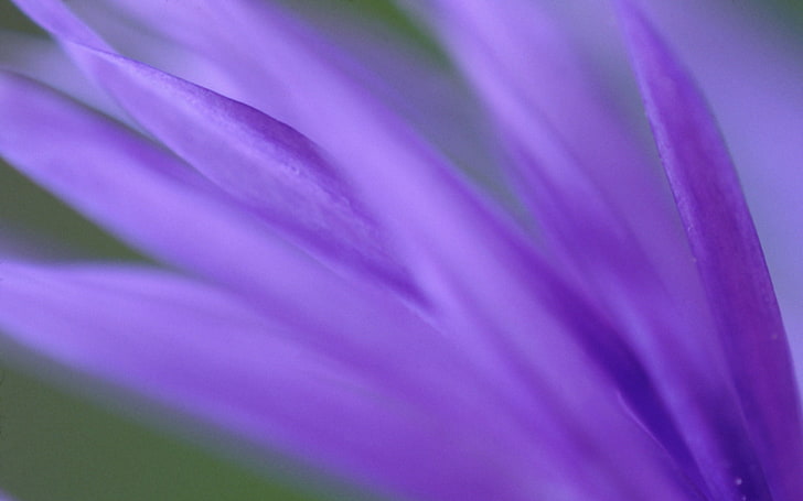purple petaled flower, petals, purple, flower, plant, blurring, HD wallpaper