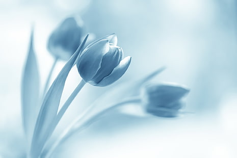 ดอกไม้ดอกทิวลิปพืช, วอลล์เปเปอร์ HD HD wallpaper