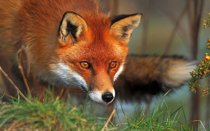 Tapeta na Pulpit Red Fox Beautiful Hd In Clear Contrast Wysoka rozdzielczość 3840 × 2400, Tapety HD
