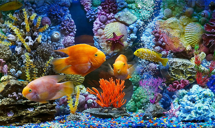 Aquarium, fish, corals, kinds of fishes and coral reefs, shells, fishes, corals, fish, aquarium, HD wallpaper