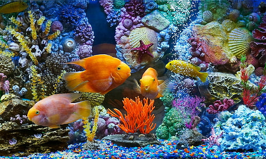 Aquarium, fish, corals, kinds of fishes and coral reefs, shells, fishes, corals, fish, aquarium, HD wallpaper HD wallpaper