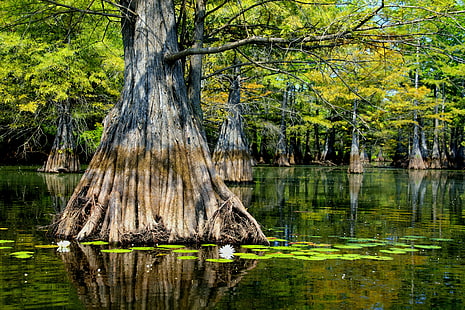 mangrove on water body during daytime, Cypress Tree, Water Lillies, mangrove, water body, daytime, kayak, louisiana, finch, lake  union, union  parish, gear, me  my, premium, bronze, silver, Tamron, F/3.5, Di, II, VC, PZD, wildlife, water, upper, swamp, nwr, paddle, ouachita, nature, river, refuge, reflection, recreation, rebel, polarizer, conservancy, cloud, canon, camping, beaver, bayou, bass, baldcypress, landscape, landing, alabama, lilly  pad, flower, duck  commander, Dynasty, Phil  Robertson, Jase, Jeptha, tree, lake, forest, outdoors, HD wallpaper HD wallpaper