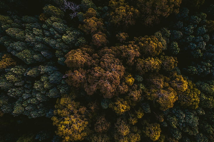 التصوير الفوتوغرافي ، الطبيعة ، الأشجار ، المنظر العلوي ، الغابة ، الظلام ، الاستوائية، خلفية HD