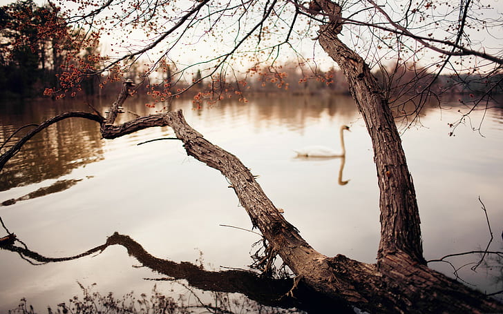 Фотография, река, деревья, лебеди, коричневые стволы деревьев возле водоема, фотография, река, деревья, лебеди, HD обои