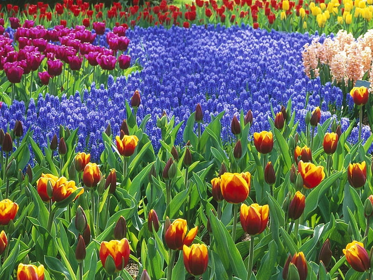 papel de parede de campo de flores de tulipa e jacinto de uva de cores sortidas, tulipas, muscari, jacintos, flores, canteiro de flores, primavera, beleza, HD papel de parede