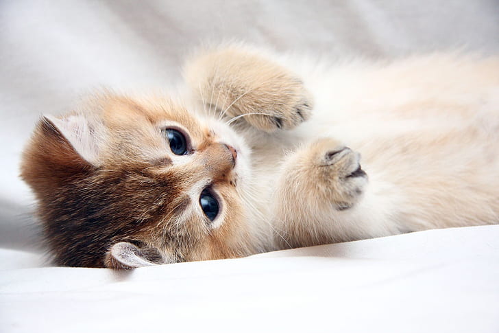 Cat, Kitten, Cute, HD wallpaper