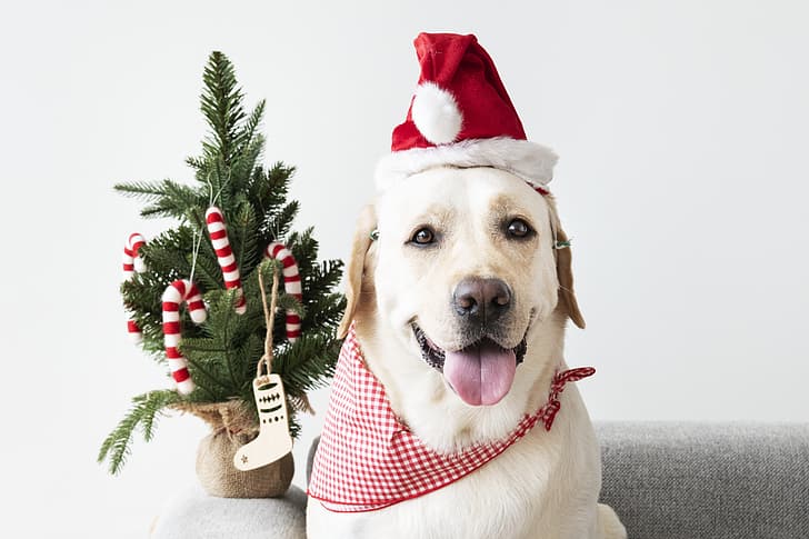 dog, New Year, Christmas, puppy, Santa, Labrador, cute, Merry, santa hat, HD wallpaper